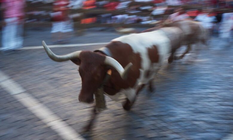 Photo of Фестиваль быков в Памплоне: экстремальное событие для смельчаков